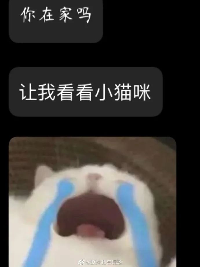 当你养了猫 你的朋友...
