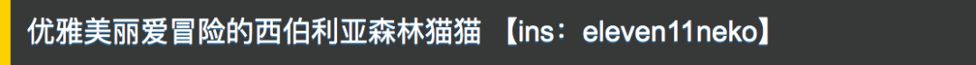 毛绒绒的大猫 野性十足气势凌人
