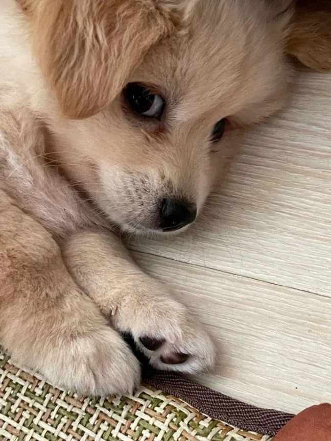 小土狗也可以很可爱 ​​​