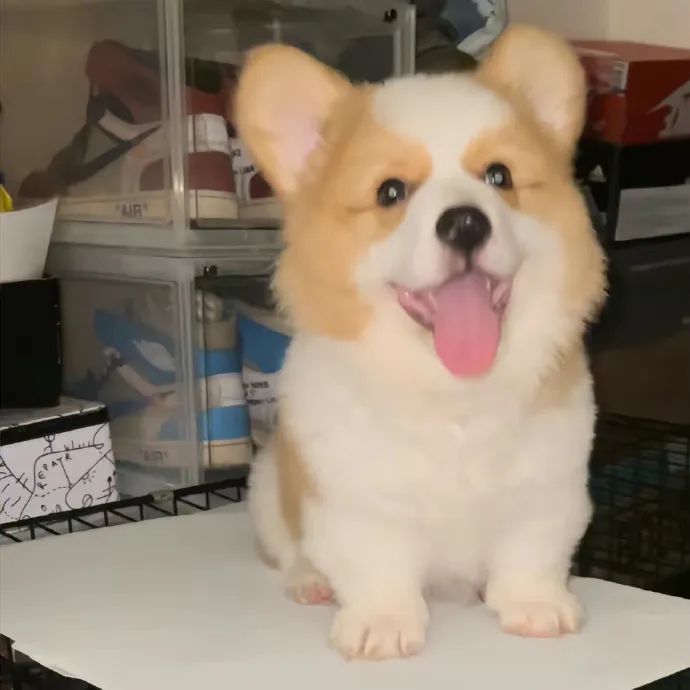 天呐 好可爱好治愈！小兔基我rua！